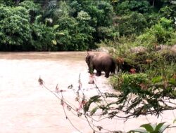18 Ekor Gajah Liar Terpantau Masuki Way Semaka