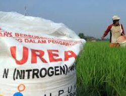 Oknum Gapoktan Jual Pupuk Bersubsidi di Desa Tritunggal Melebihi HET