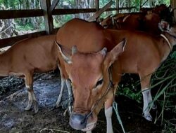 Bantuan Sapi 2018 Waway Karya, “Pungli” Oknum Ketua Kelompok Ternak Mencuat