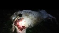Polsek Pematang Sawa Identifikasi Temuan Kambing Diduga Dimangsa Hewan Buas