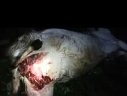 Polsek Pematang Sawa Identifikasi Temuan Kambing Diduga Dimangsa Hewan Buas