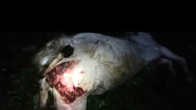Polsek Pematang Sawa Identifikasi Temuan Kambing Diduga Dimangsa Hewan Buas